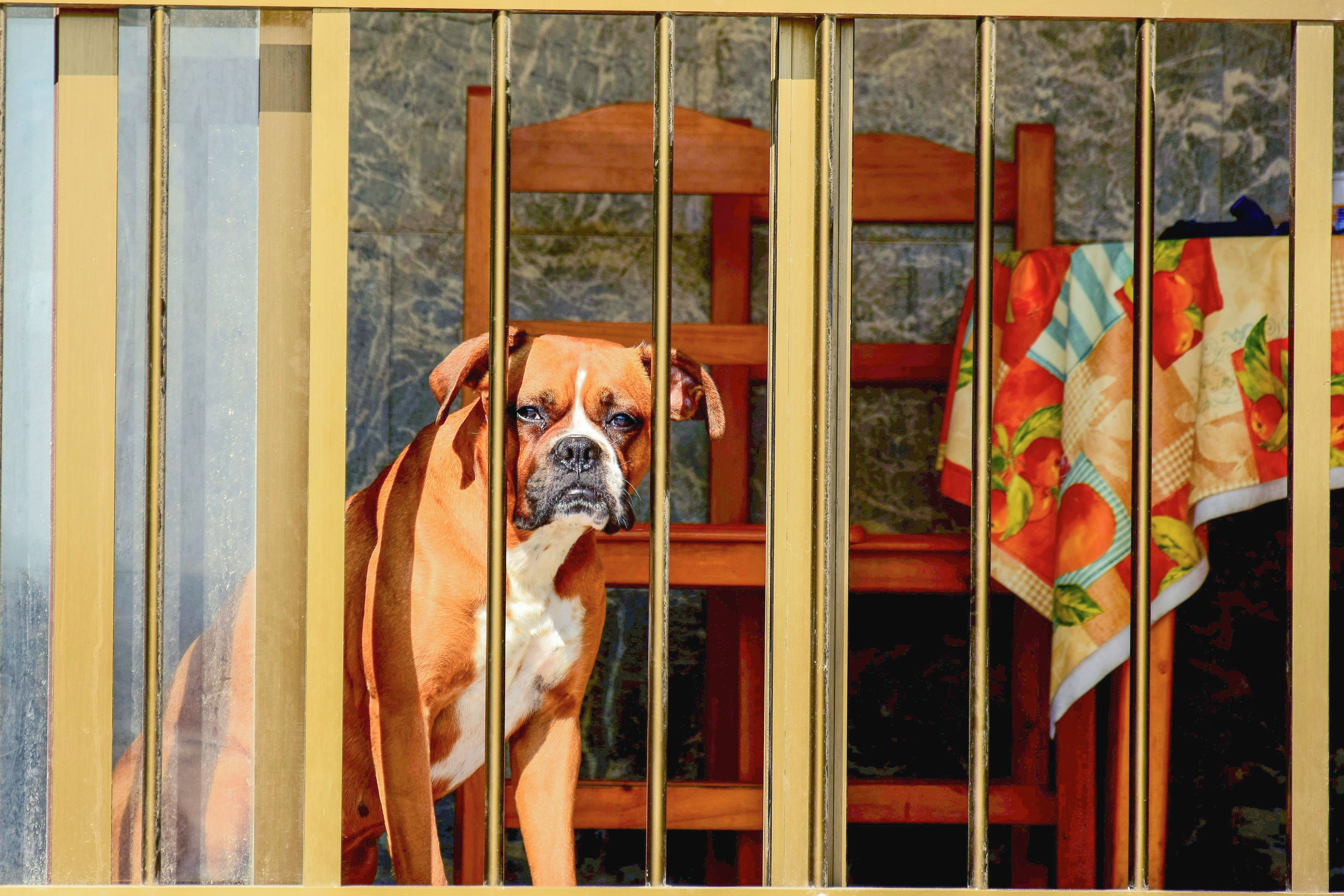 A boxer dog standing behind golden bars indoors, looking through the gate.