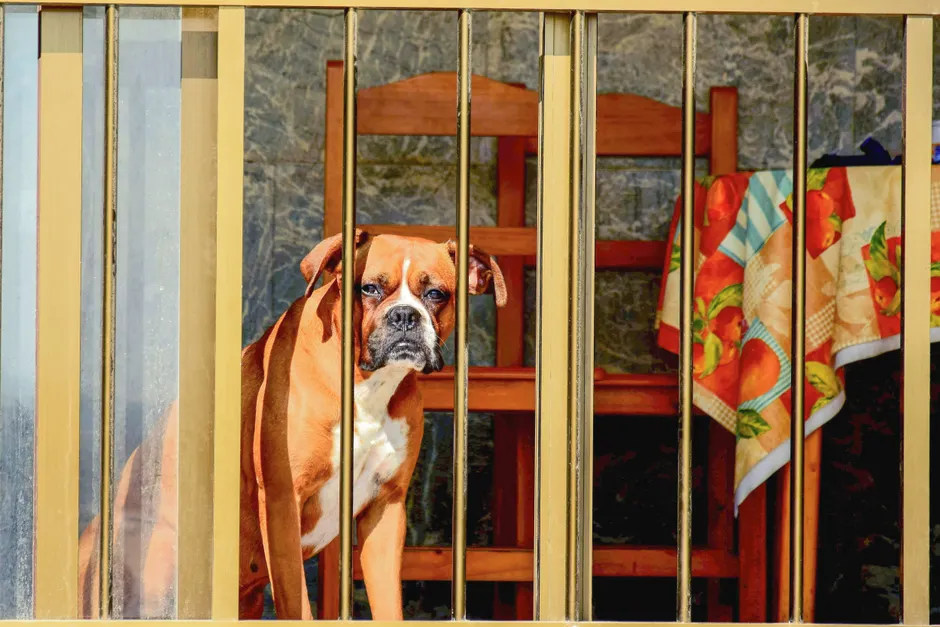 puppy gates