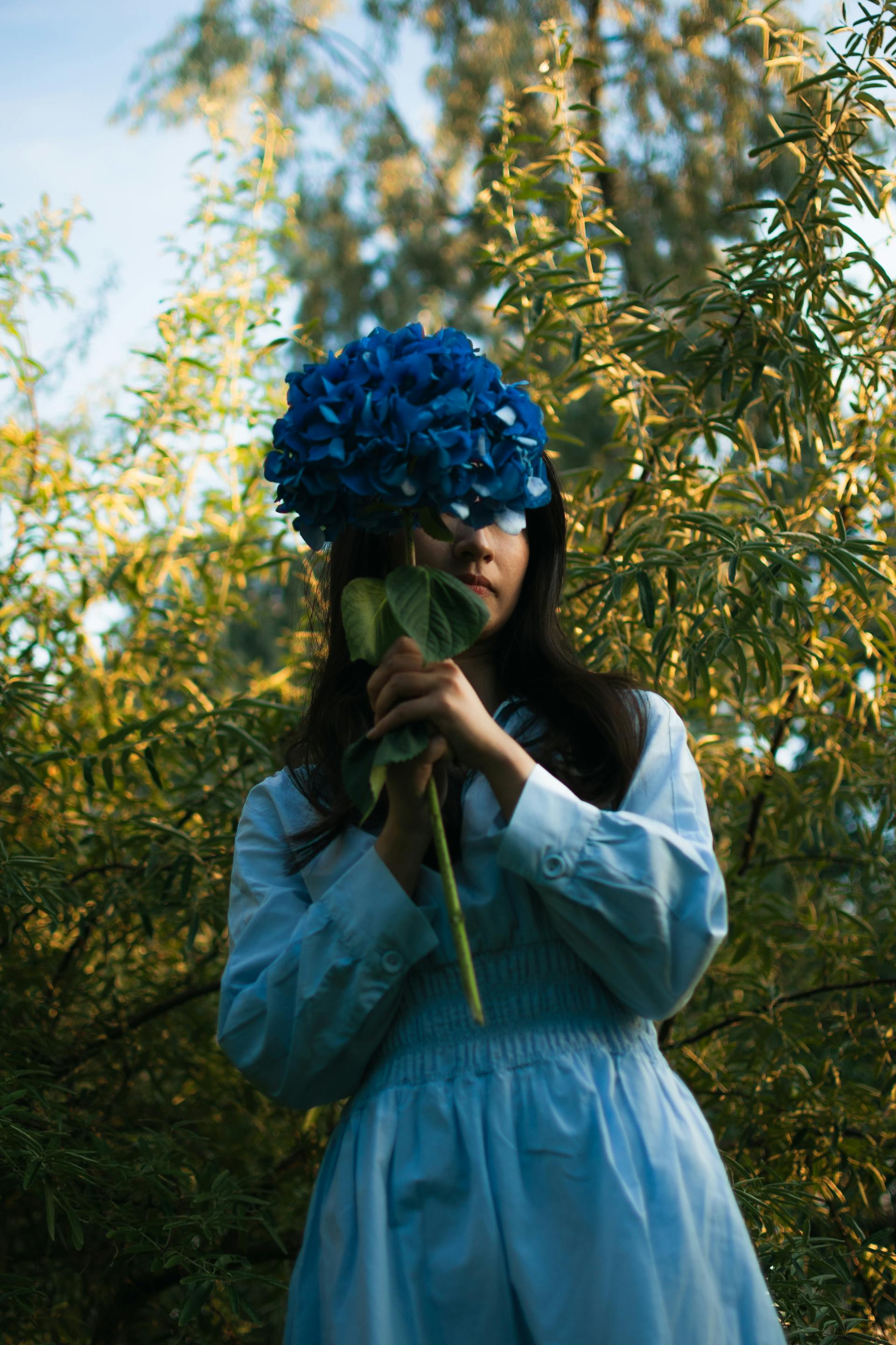 Gratuit Imagine de stoc gratuită din a închide, albastru, armonios Fotografie de stoc