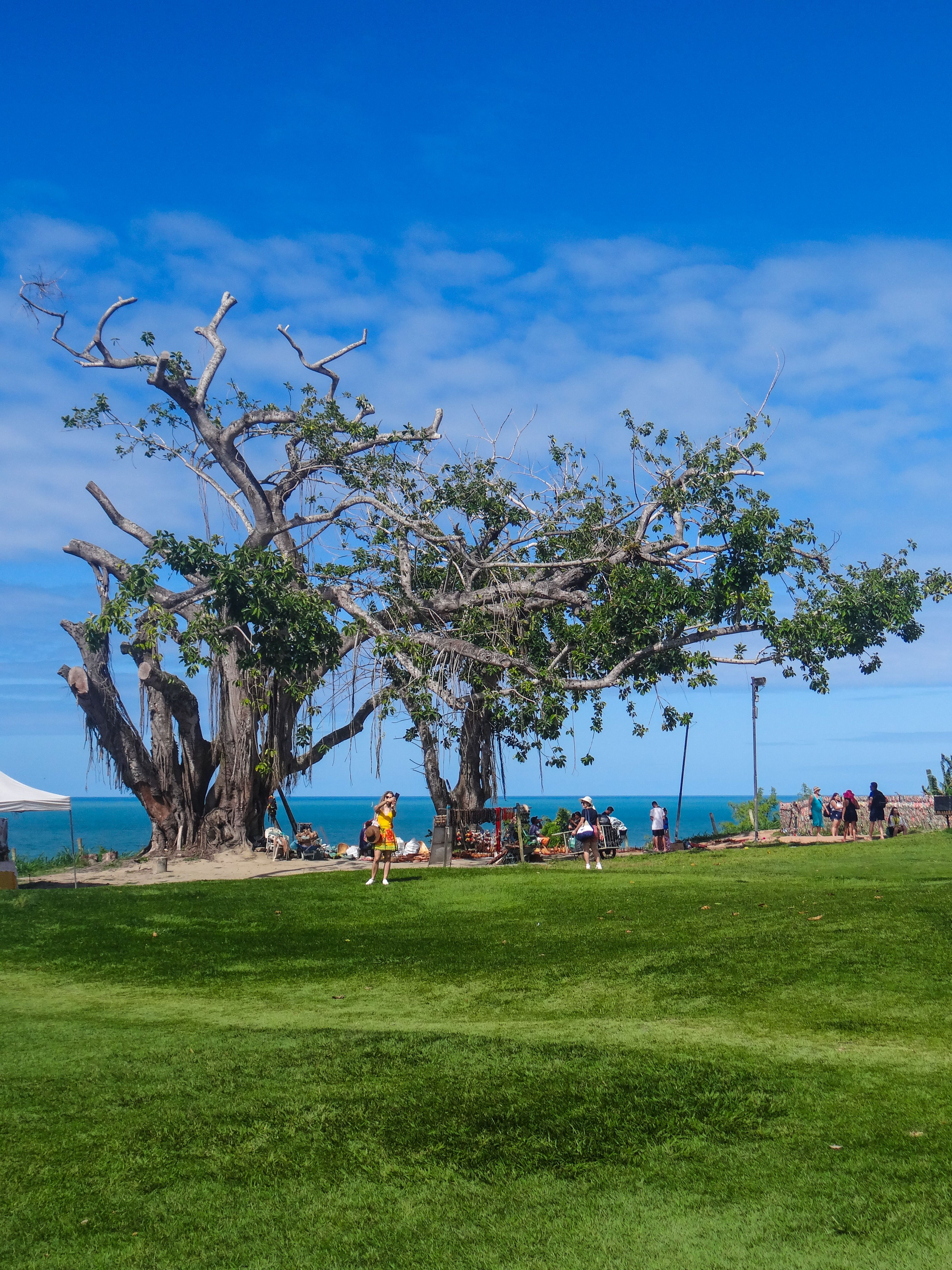 A large tree in the middle of a grassy field · Free Stock Photo