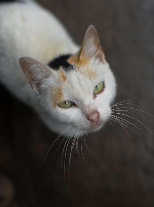 Free Captivating close-up of a curious calico cat looking up with bright green eyes. Stock Photo