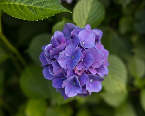 Free Close-up of a blooming purple hydrangea, highlighting its delicate petals and vibrant color in a lush summer garden. Stock Photo