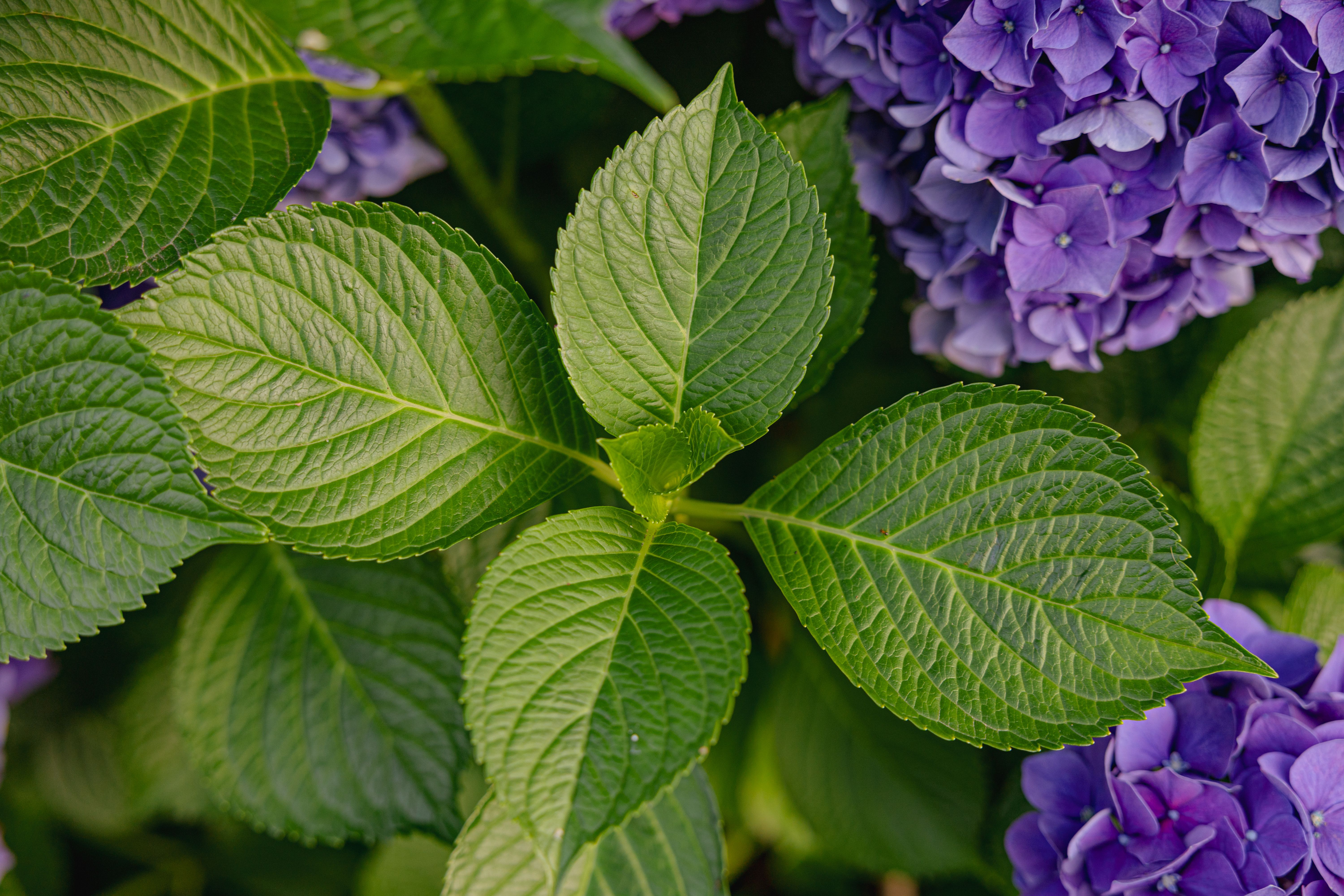 Close-up of purple hydrangea flowers with vibrant green leaves in a summer garden.