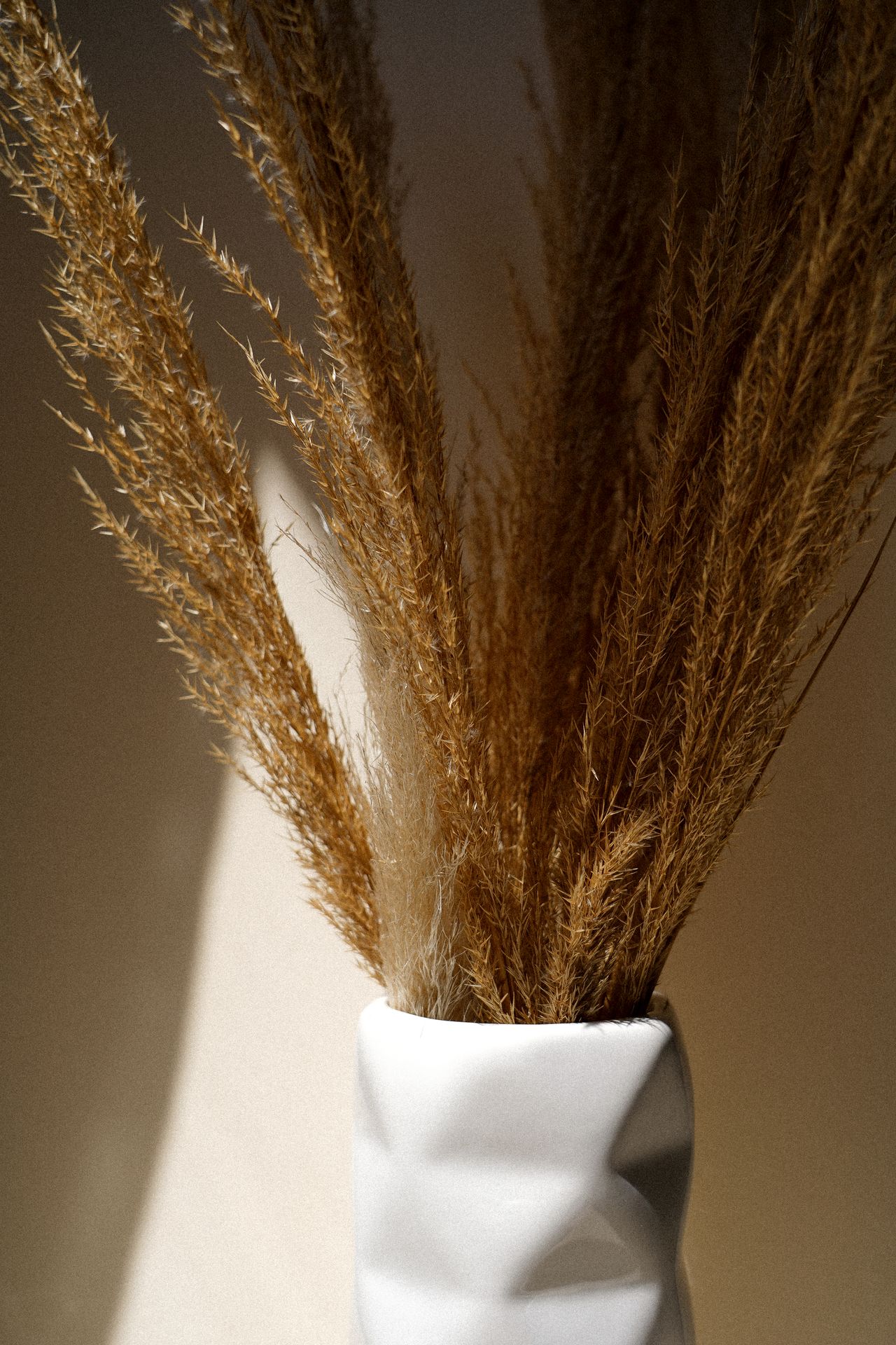 Golden dried pampas grass plumes in a white vase lit by warm sunlight