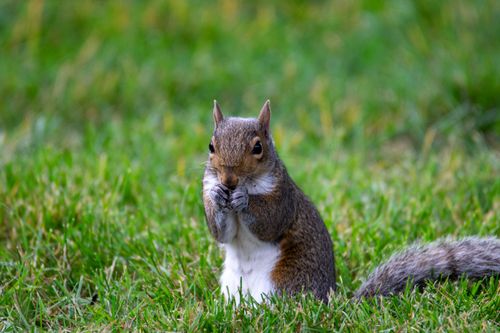 Free Cute squirrel munching on grass in a vibrant green garden during summer. Stock Photo