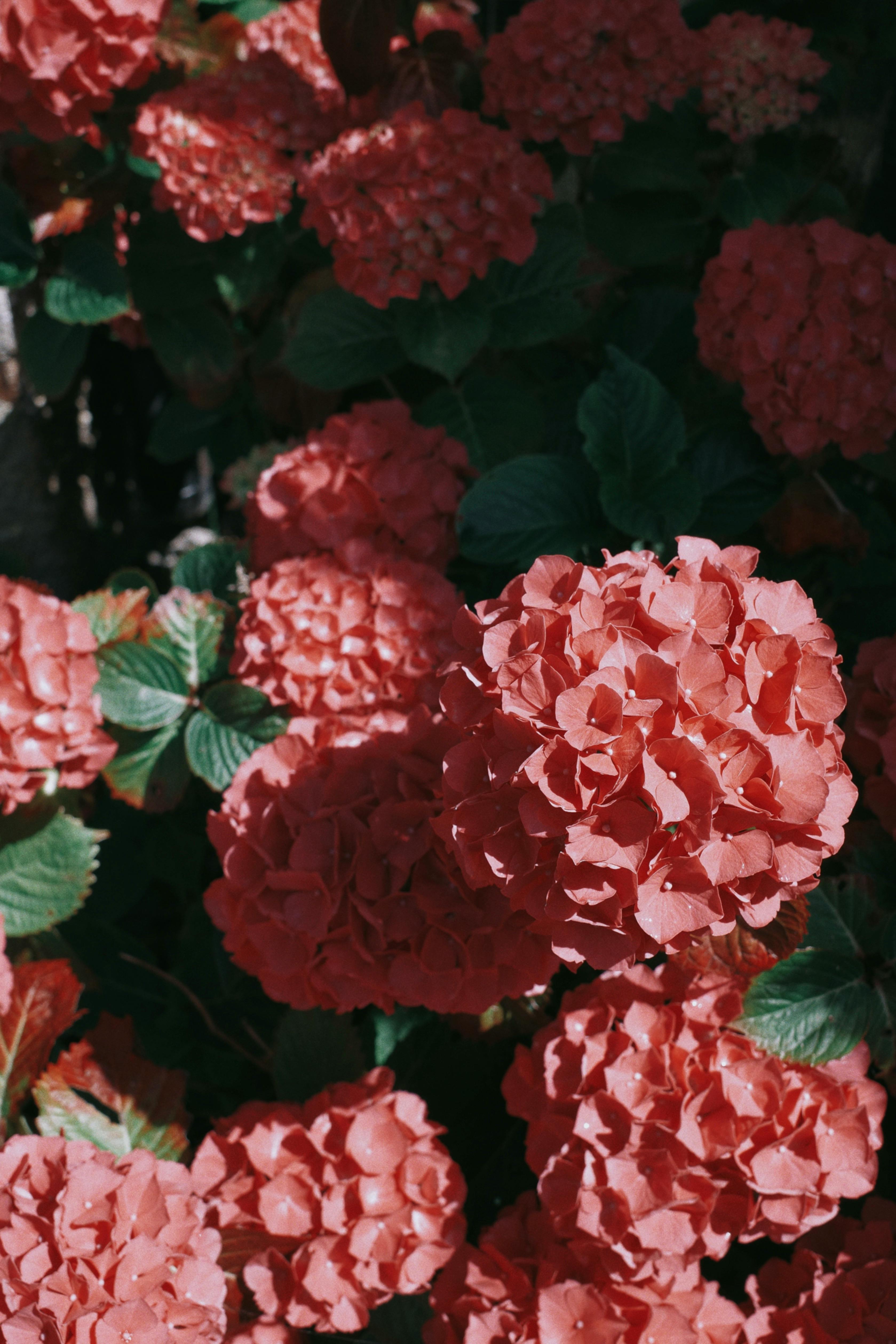 Closeup of red hydrangea flowers with lush green leaves in sunlight. Perfect for nature and garden themes.