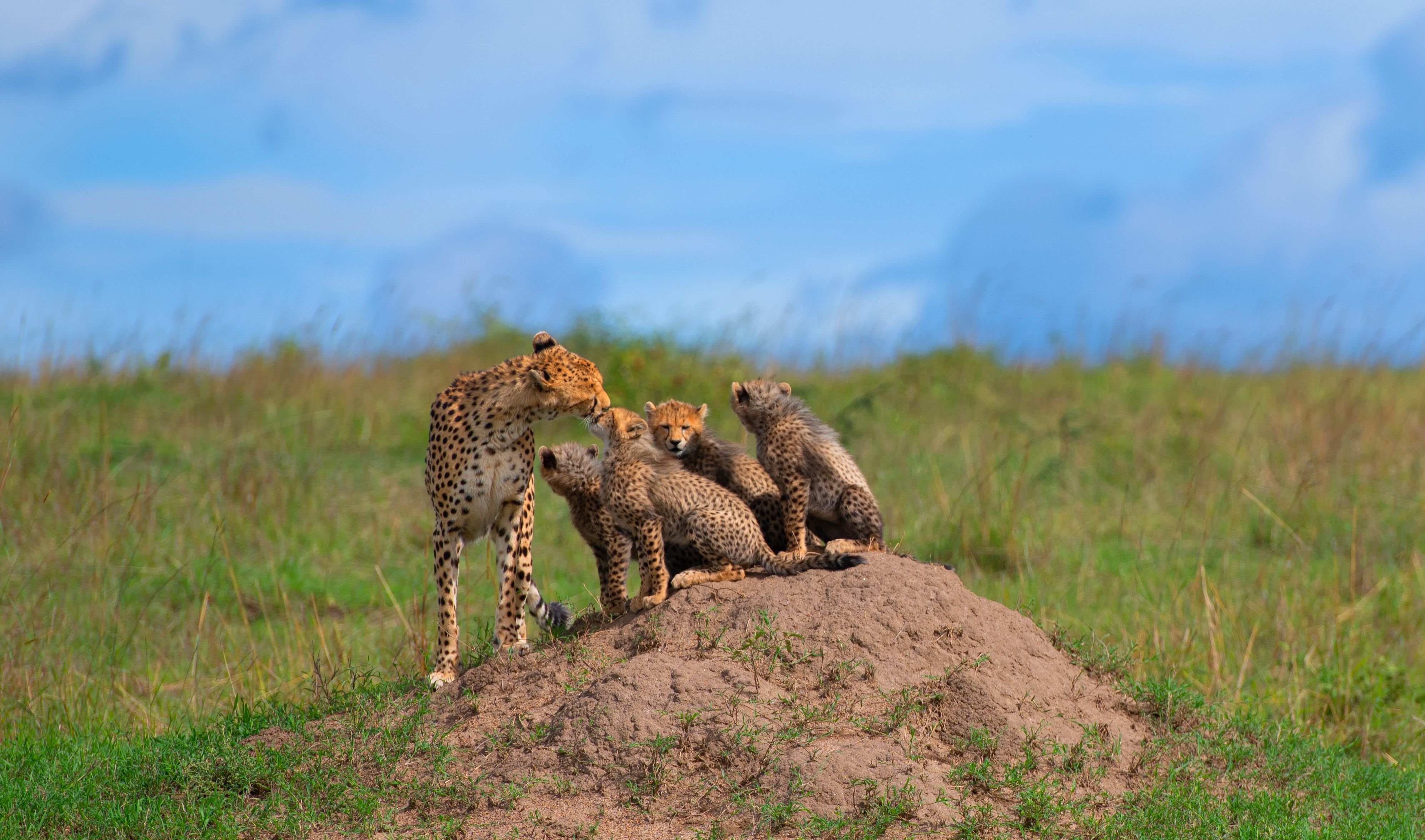 a cheetah with cubs sitting on a grass field