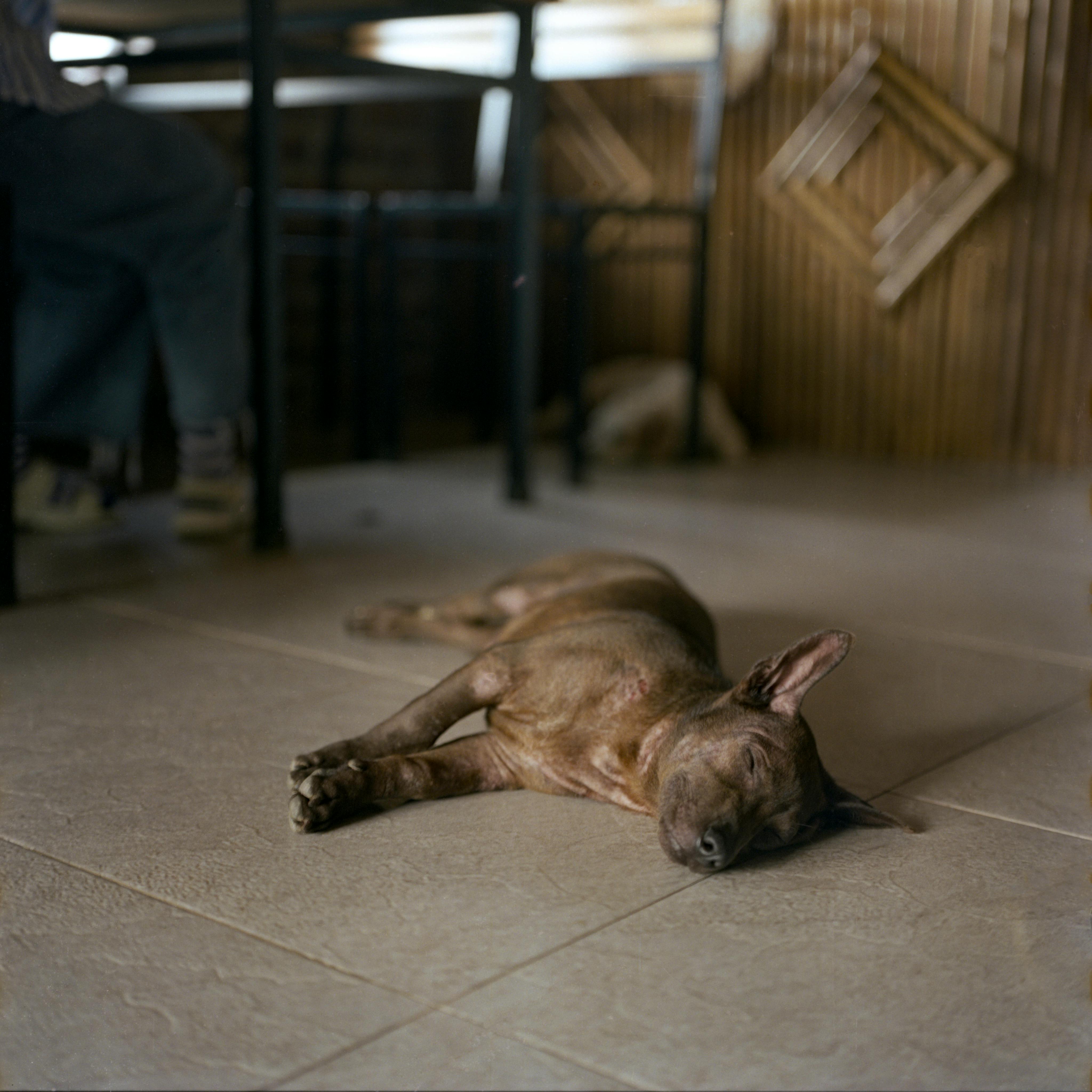 A dog laying on the floor in a restaurant