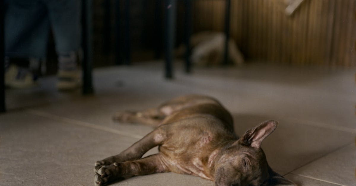 A dog laying on the floor in a restaurant