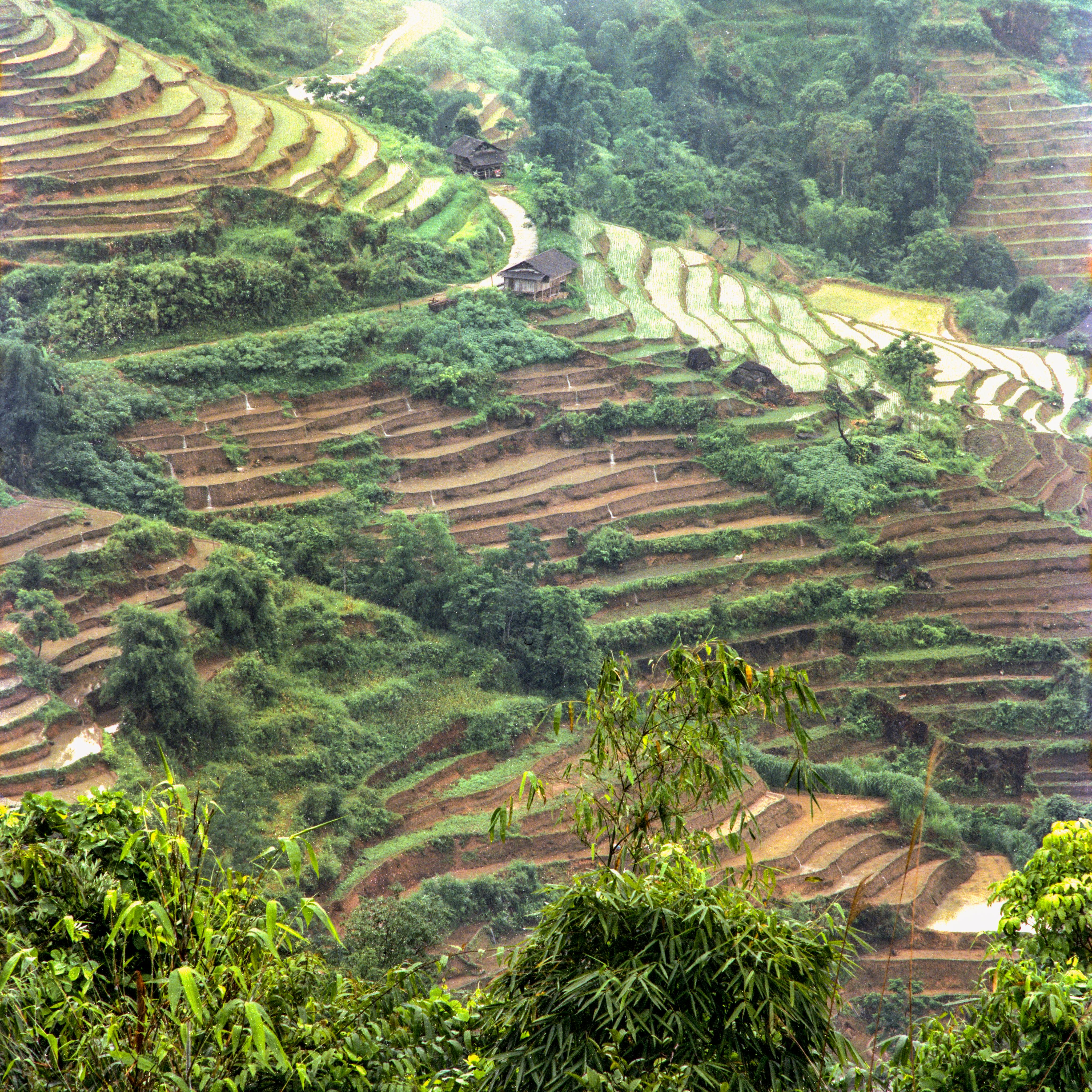 Miễn phí Ảnh lưu trữ miễn phí về cây, cây xanh, chụp ảnh trên không Ảnh lưu trữ