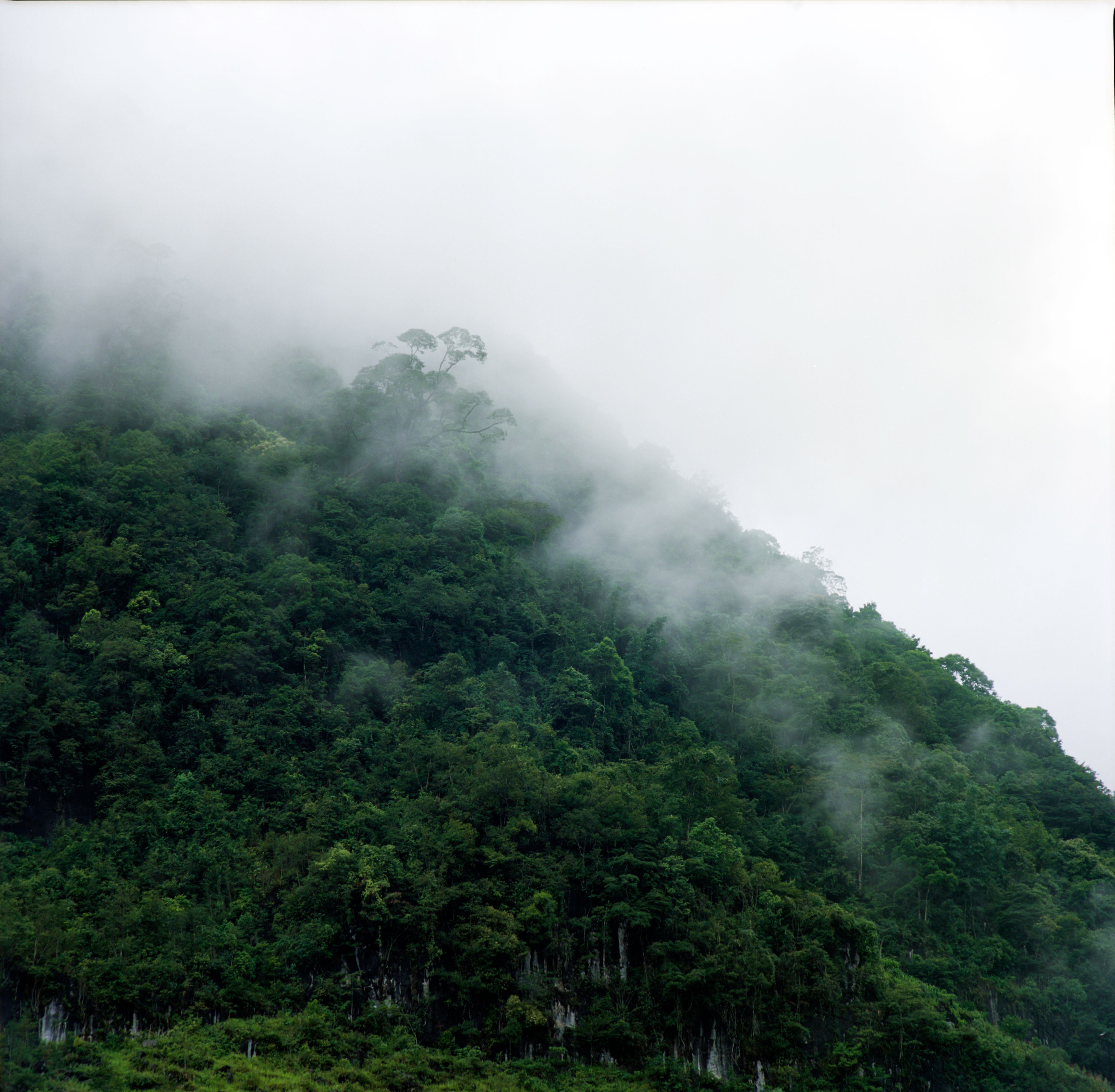 A green forest covered with fog and clouds · Free Stock Photo