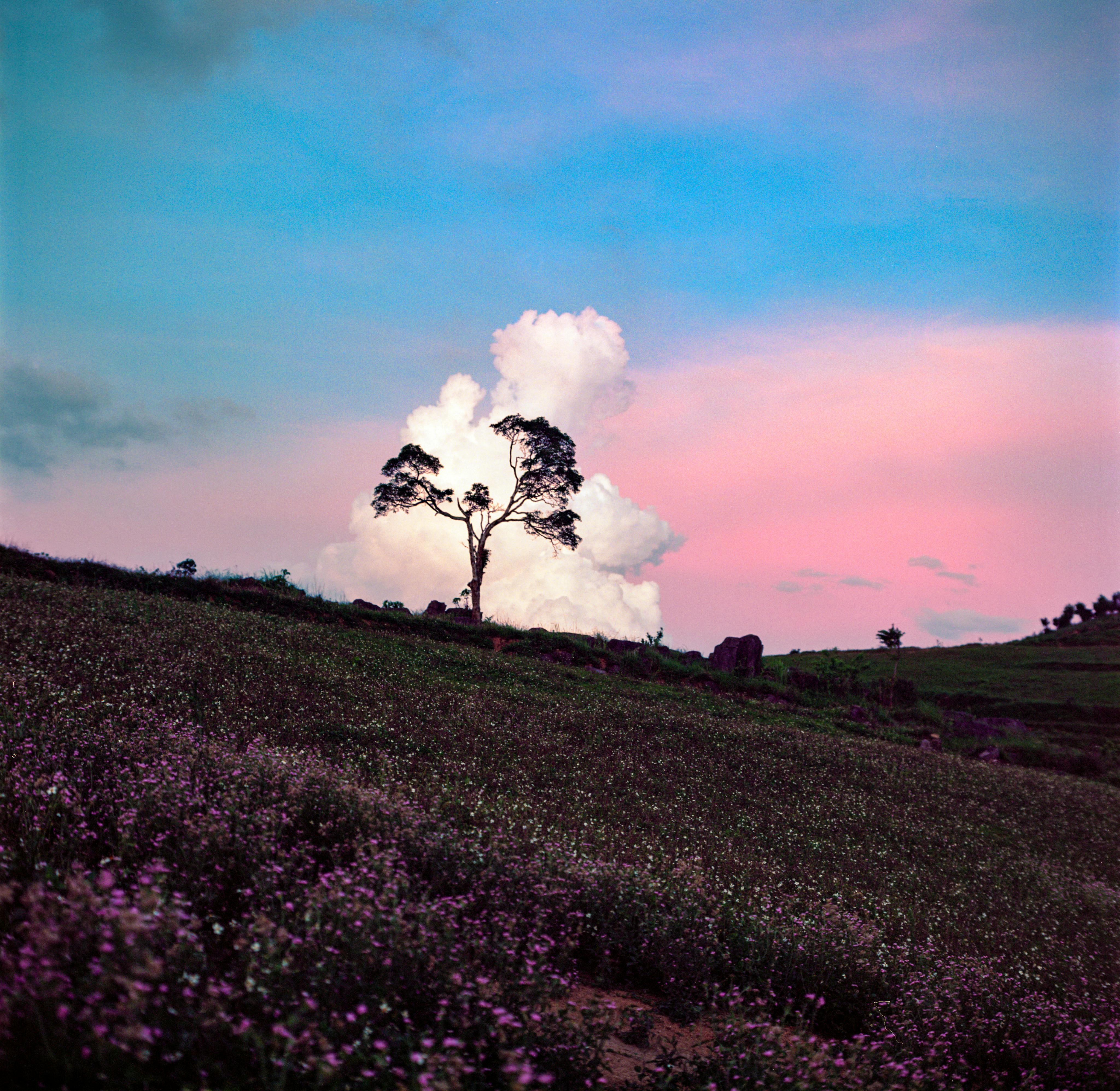 A solitary tree stands against a vibrant sunset in Hà Giang, Vietnam's lush fields.