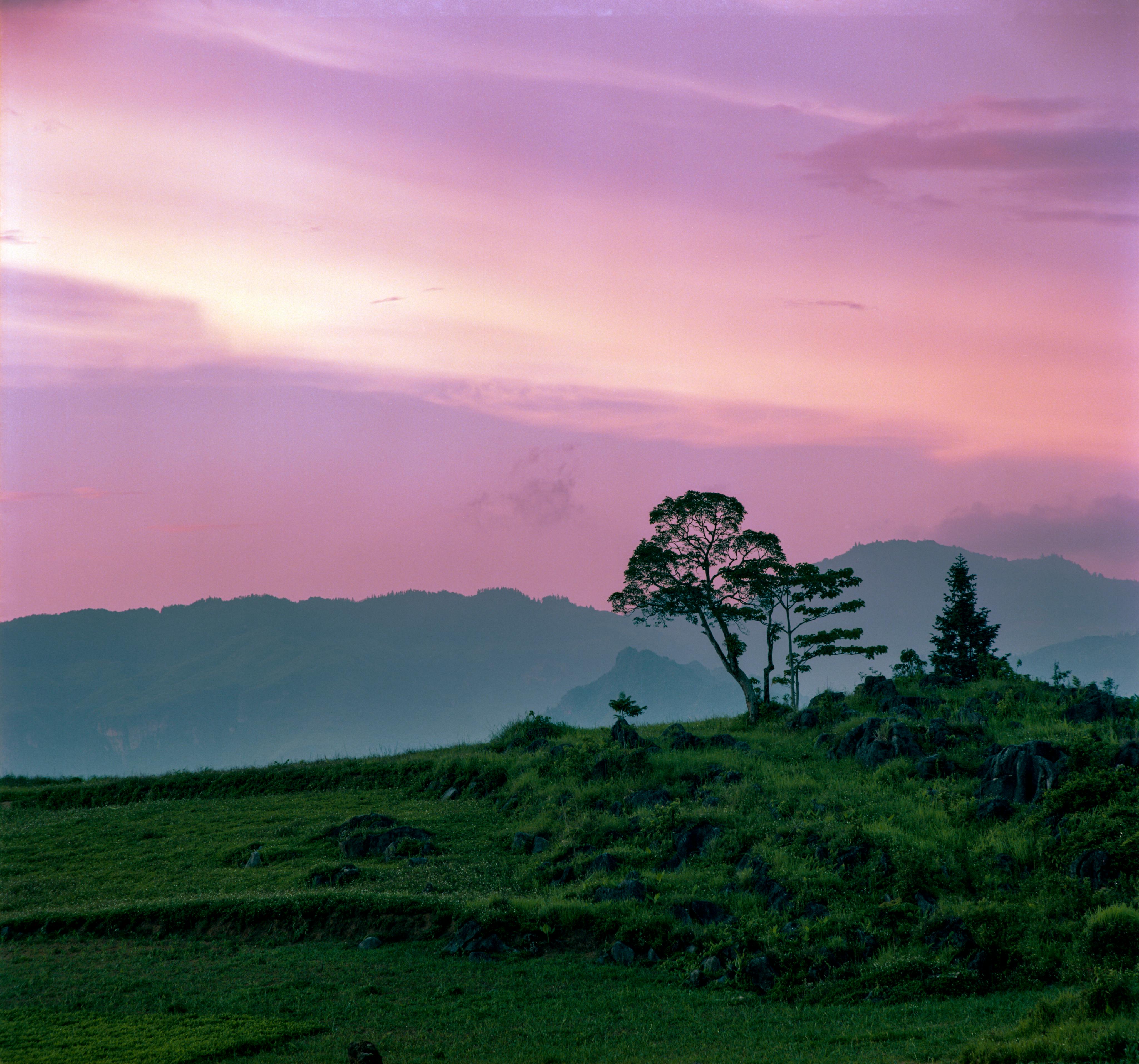 Miễn phí Ảnh lưu trữ miễn phí về bầu trời màu hồng, cây, chân trời Ảnh lưu trữ