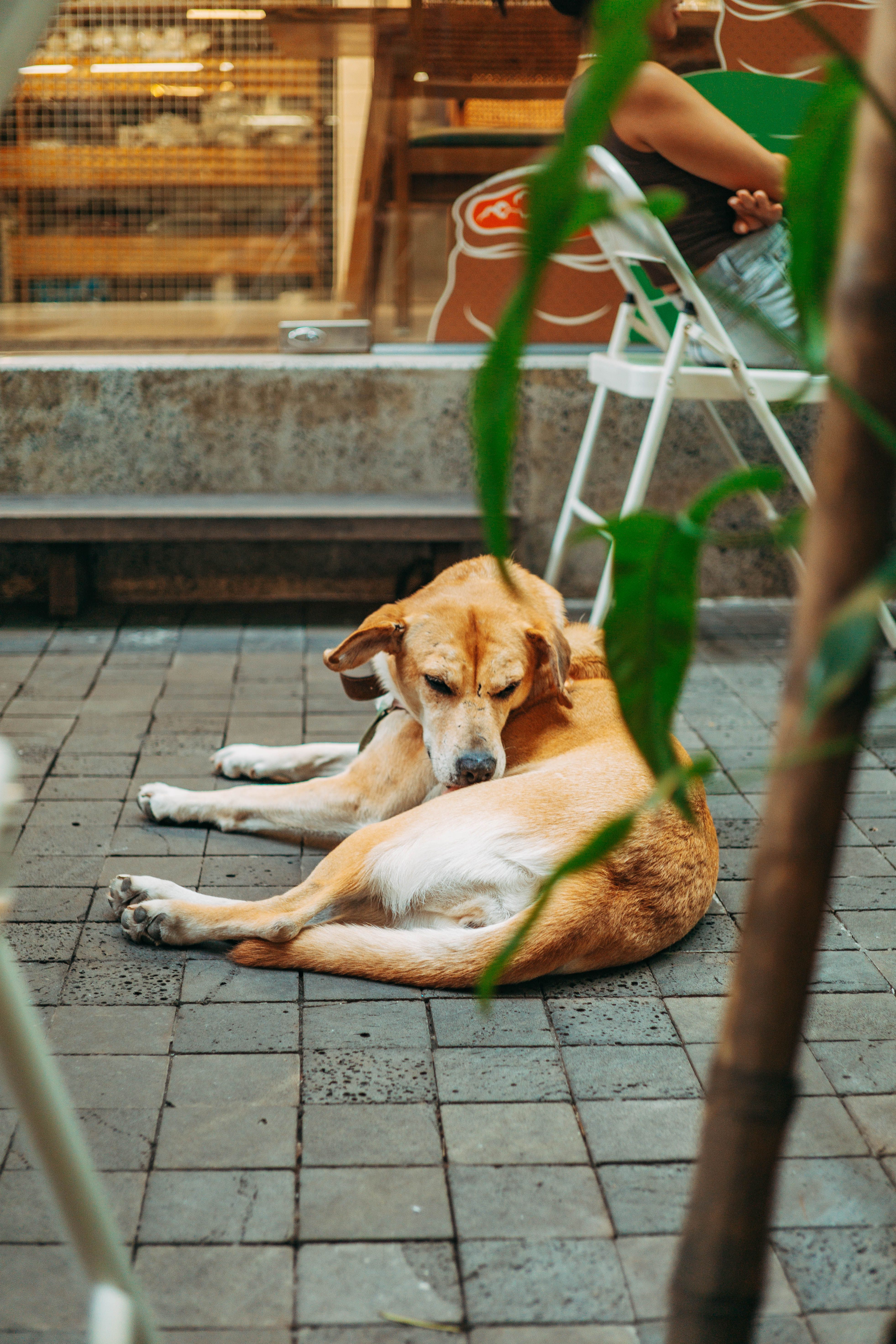 A dog laying on the ground in front of a cafe · Free Stock Photo