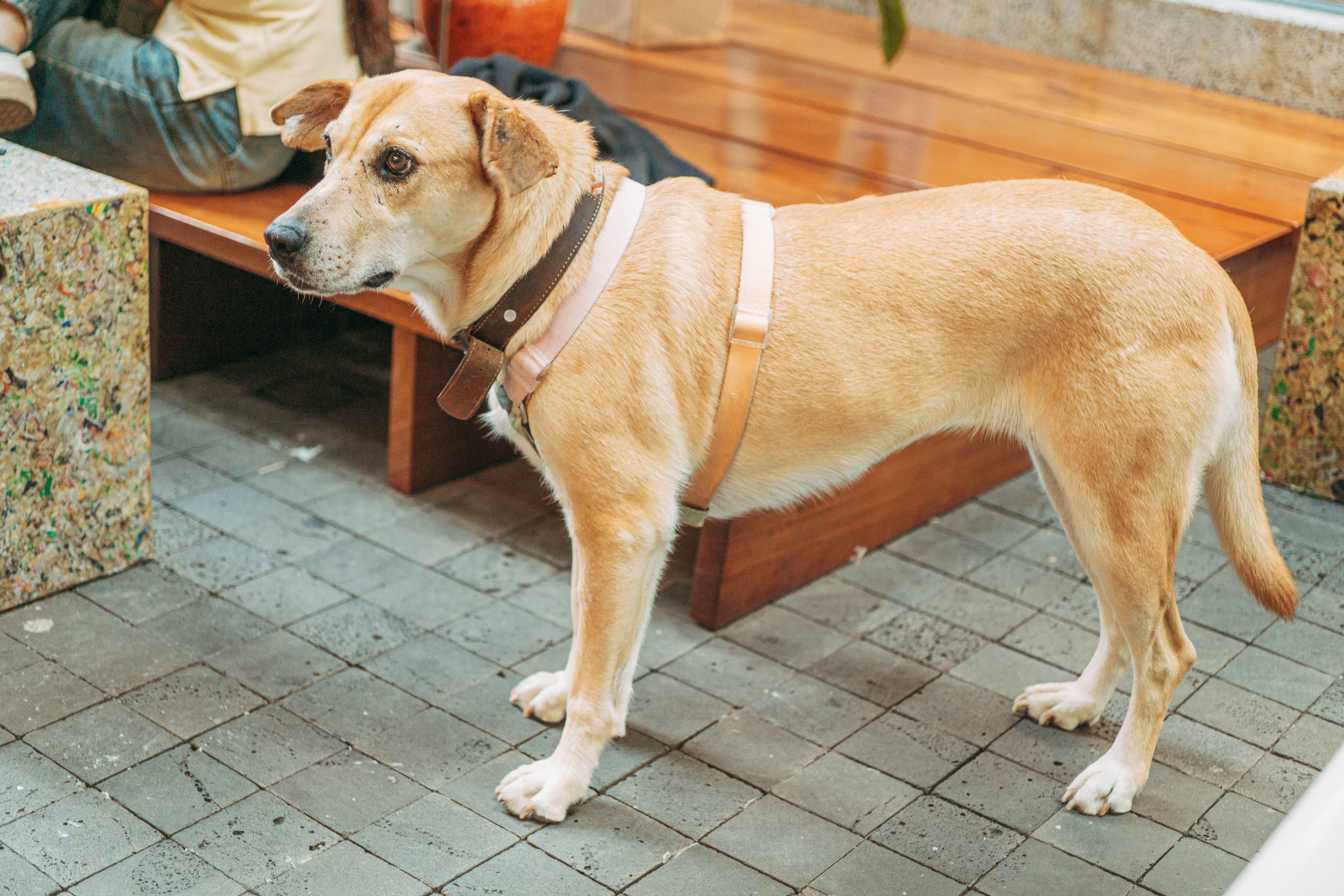 Why Regular Checkups Matter Even for Healthy-Looking Dogs