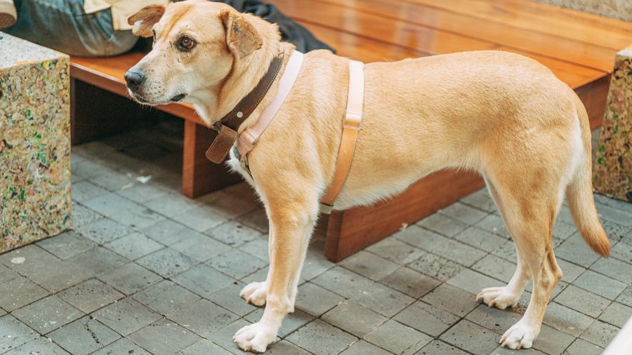 Why Regular Checkups Matter Even for Healthy-Looking Dogs