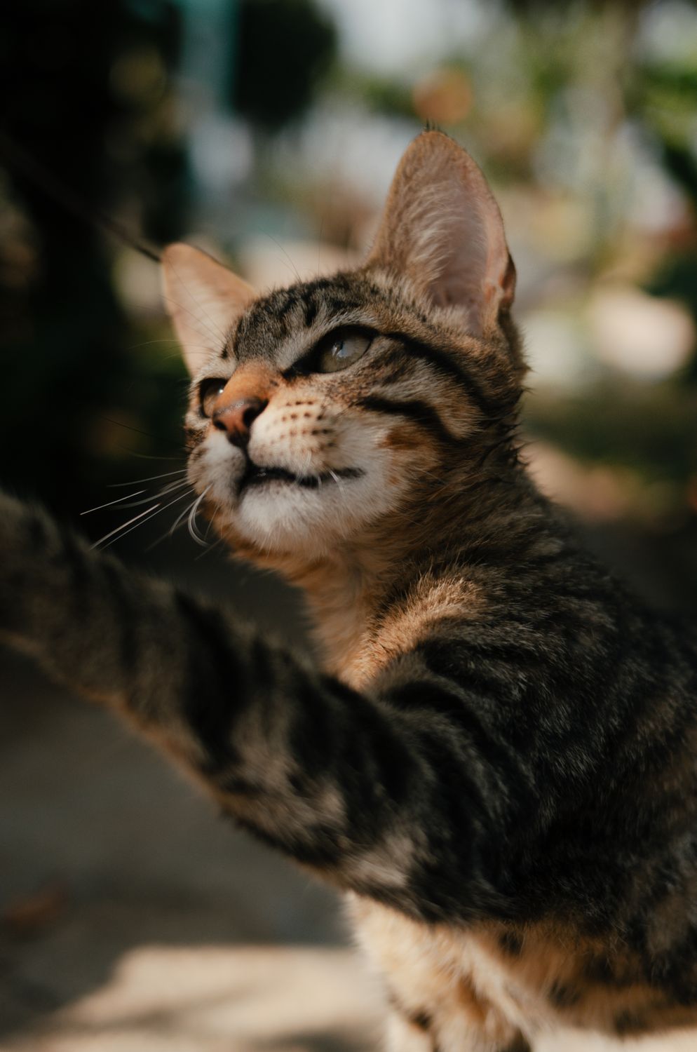 Close-Up of Playful Tabby Cat in Sunlight · Free Stock Photo