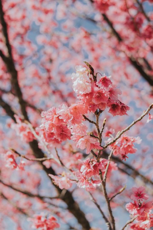 Free Close-up of cherry blossoms in full bloom, highlighting spring's beauty with vibrant pink petals. Stock Photo