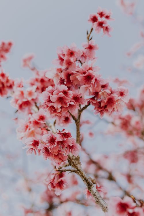 Free Captivating cherry blossoms in full bloom against a clear sky, signaling the arrival of spring. Stock Photo