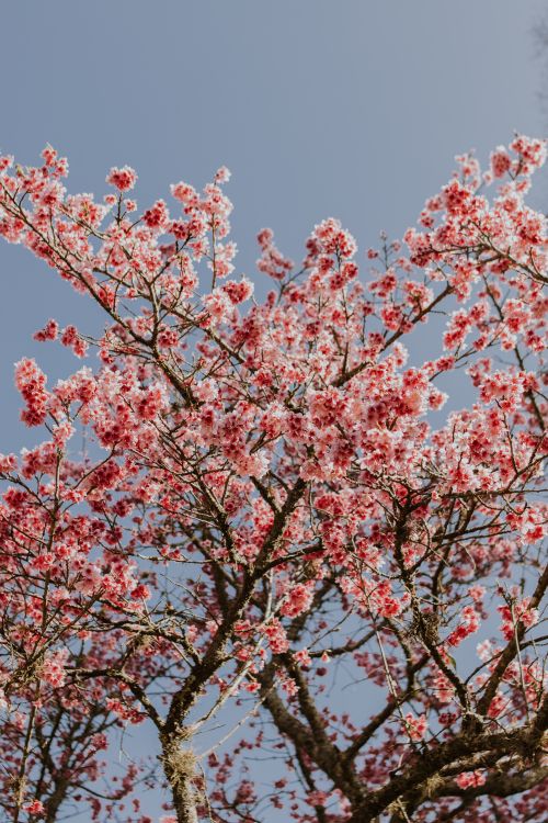 Free A picturesque view of cherry blossoms blooming vibrantly against a clear blue sky, signifying spring. Stock Photo