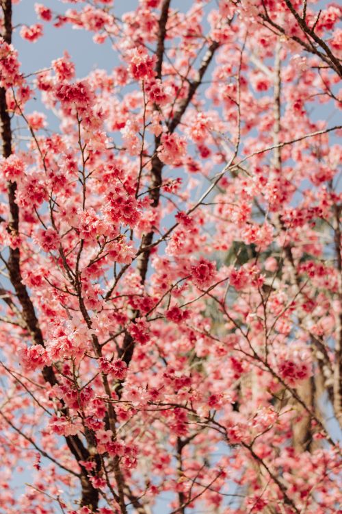 Free Stunning cherry blossom trees in peak spring, showcasing vibrant pink flowers against a clear blue sky. Stock Photo