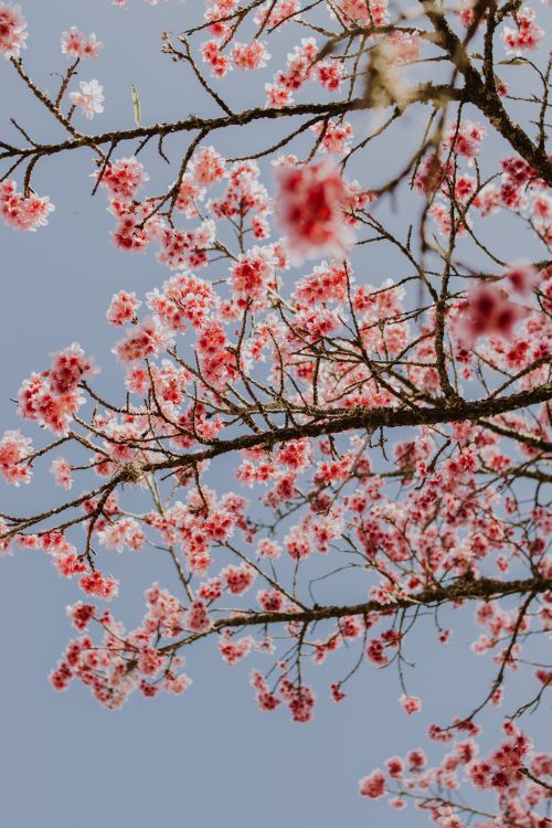 Free Vibrant cherry blossoms bloom on branches set against a clear blue sky, symbolizing spring beauty. Stock Photo