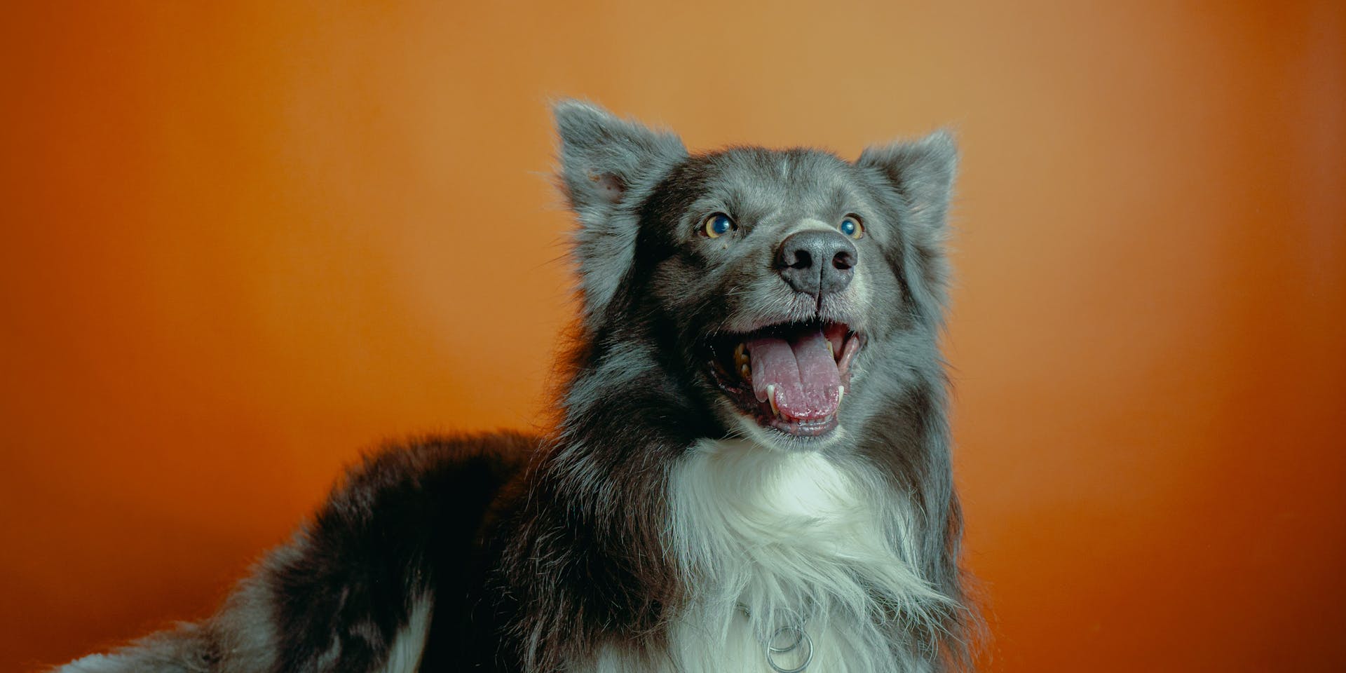 A dog is sitting on an orange background