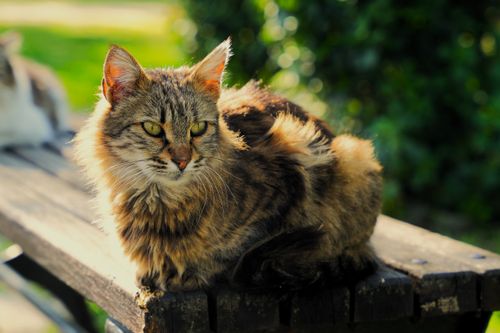 Free A fluffy domestic cat enjoys sunlight while sitting on a wooden bench in a garden. Stock Photo