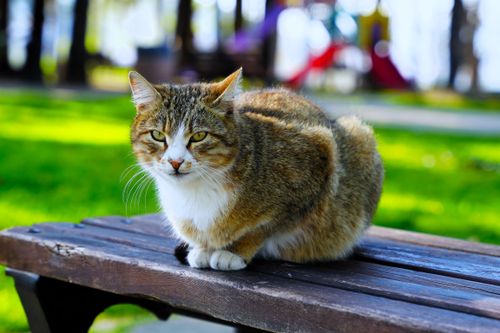 Free A tabby cat sits on a wooden bench in a sunny outdoor park, surrounded by green grass. Stock Photo