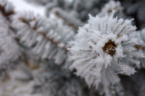 Free stock photo of pine, rime, white