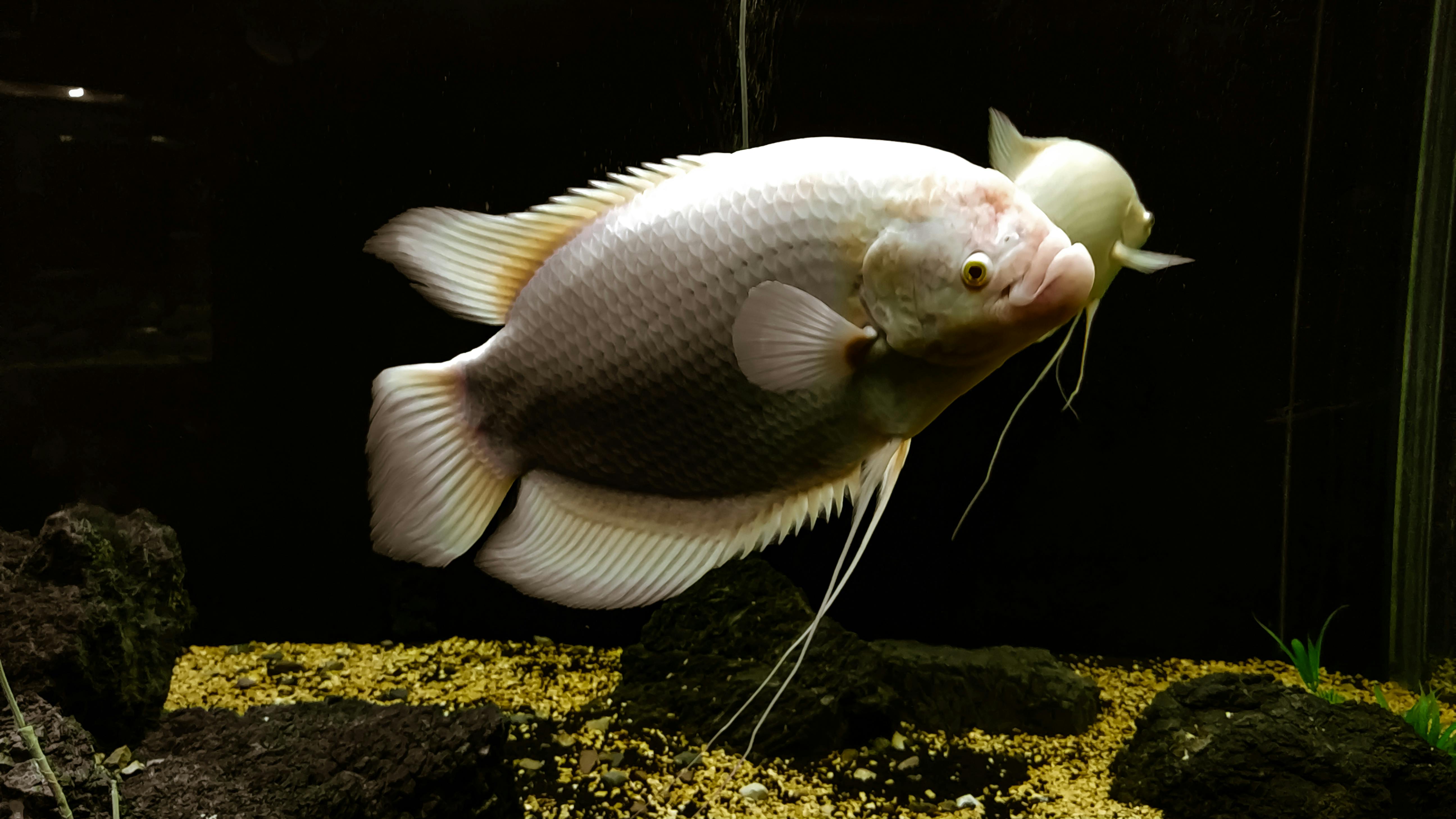 Download 62+ Background Awan Aquarium HD Terbaru