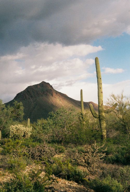 Free Scenic view of a desert landscape with towering cacti and a mountain under dramatic clouds. Stock Photo