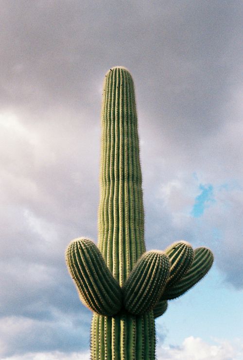 Free A towering Saguaro cactus stands against a dramatic cloudy sky in a desert landscape. Stock Photo