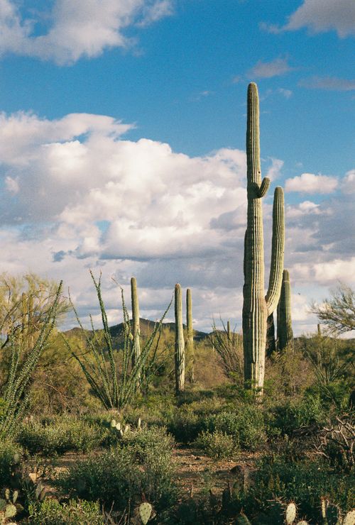 Free Explore the tranquil beauty of a desert landscape dominated by majestic saguaro cacti under a vibrant sky. Stock Photo