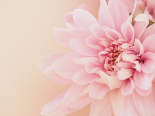 цветок георгина на светло розовом фоне