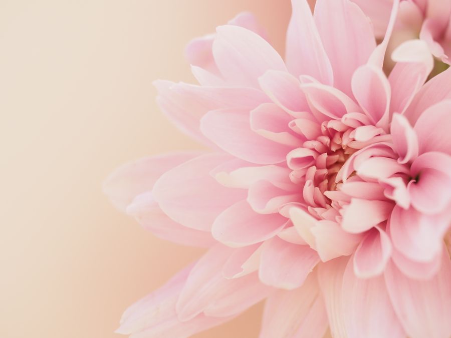 A pale pink dahlia laid flat on a pink ground