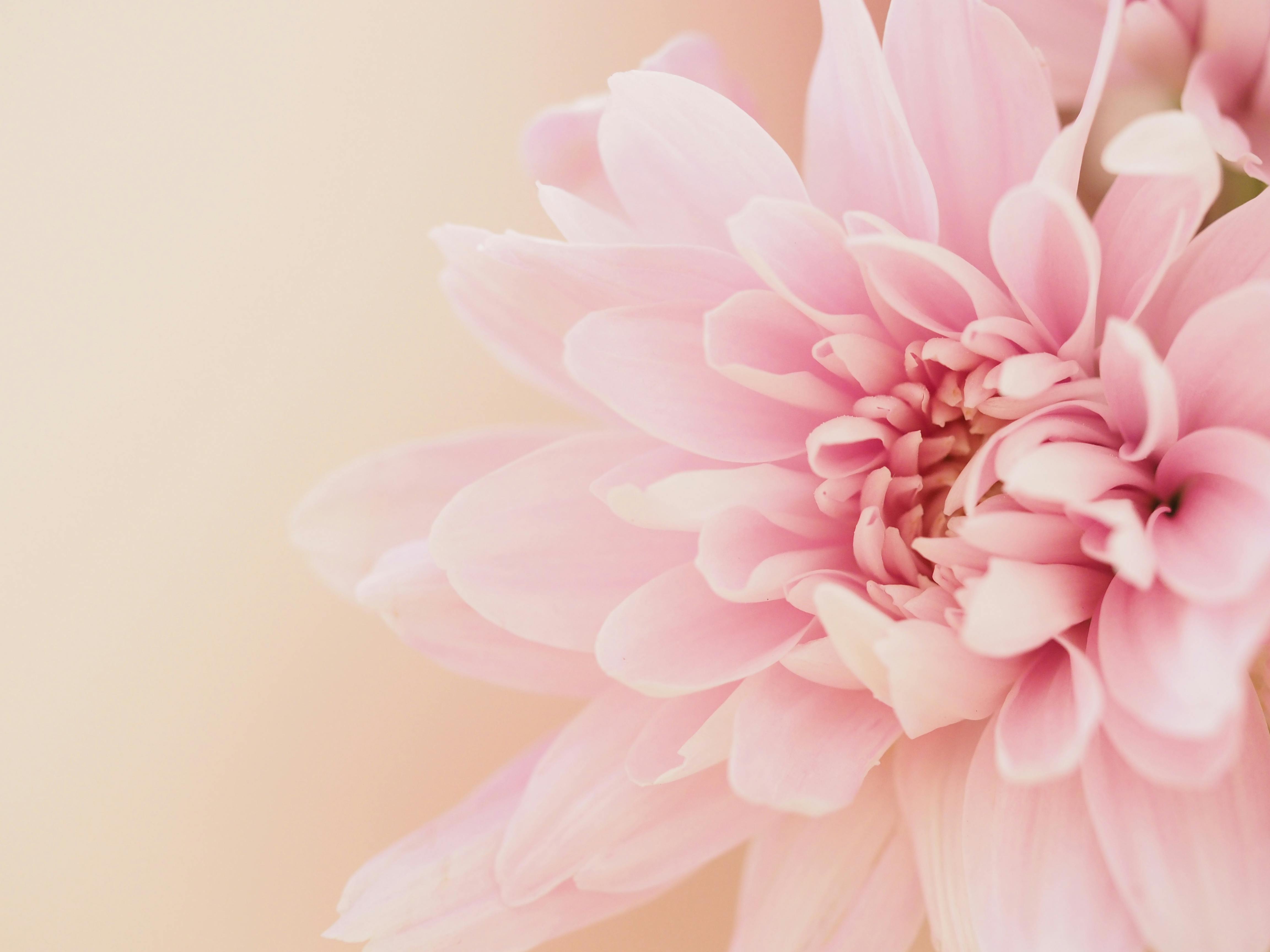 淡いピンクの背景にダリアの花 無料の写真素材