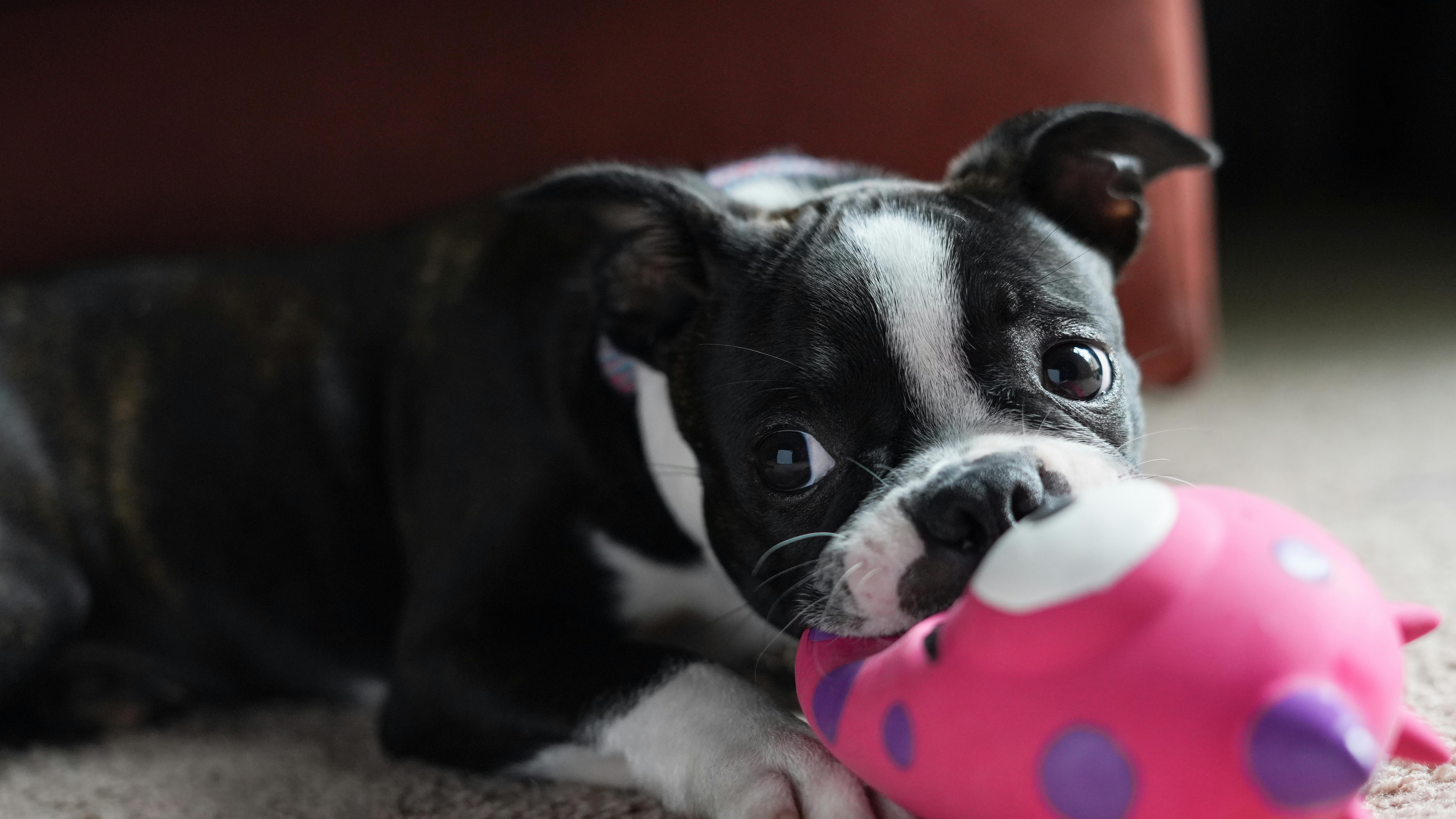 boston terrier puppy