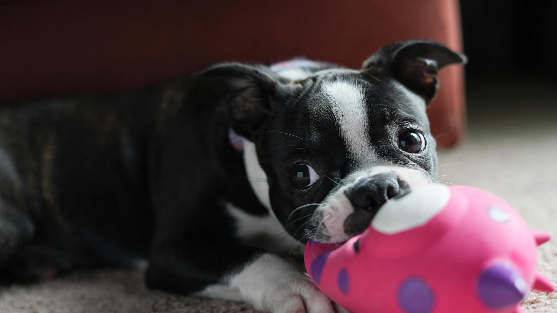 Boston terrier puppy