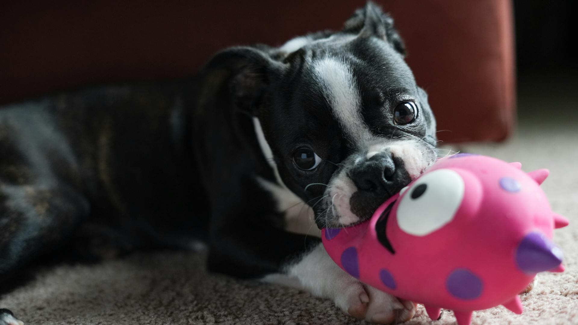 Boston terrier puppy