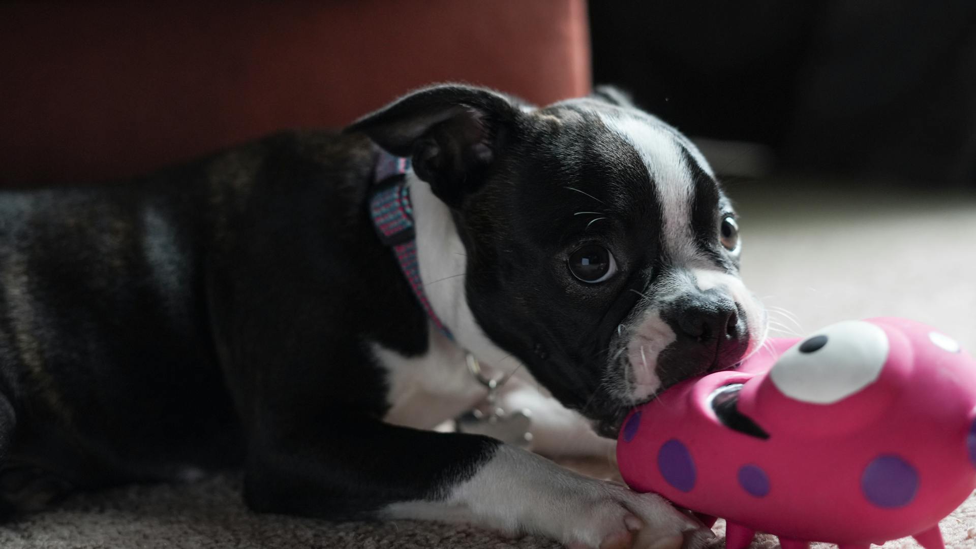 Boston terrier puppy