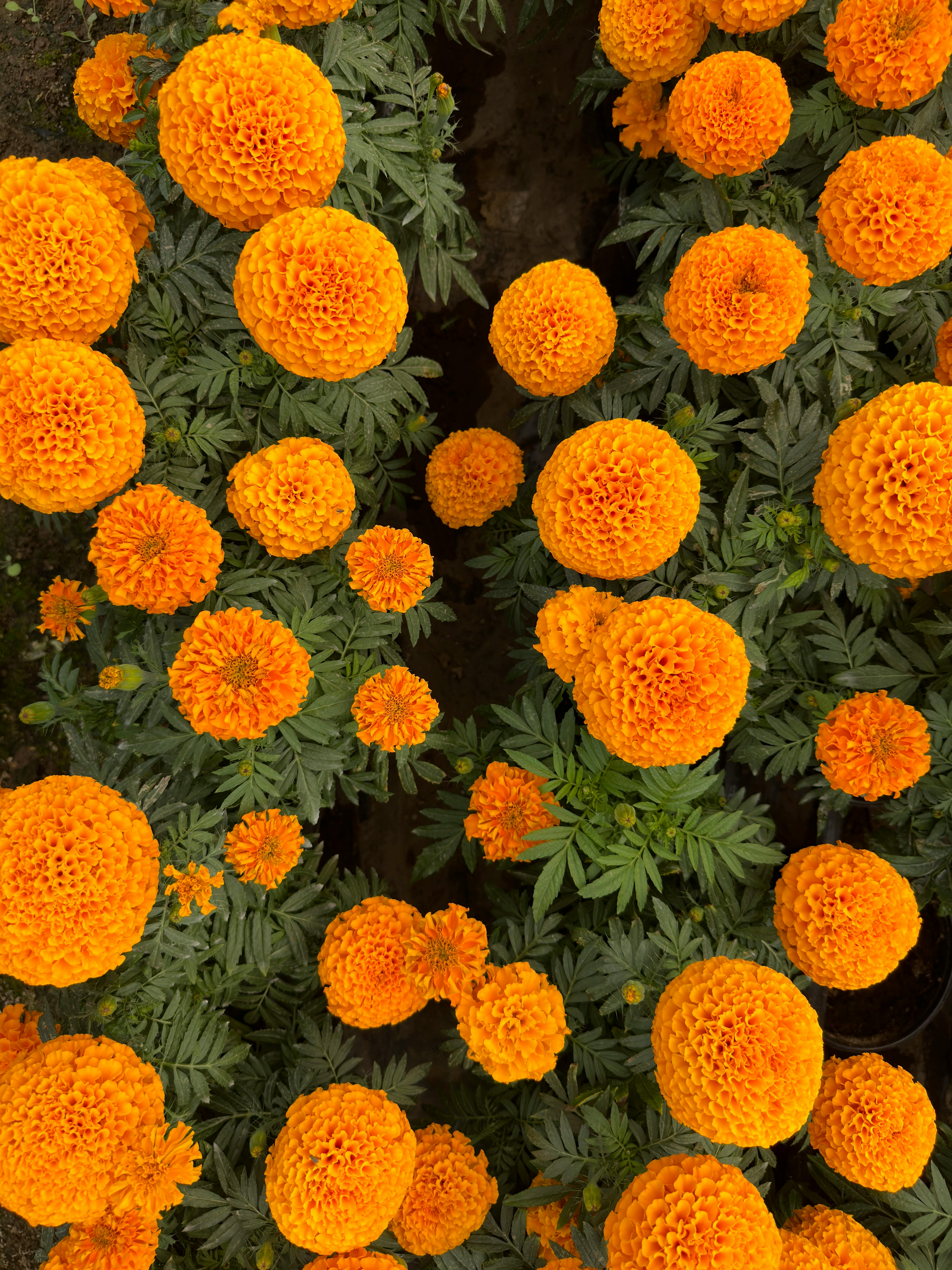Top view of vibrant orange marigold flowers in full bloom with lush green leaves.