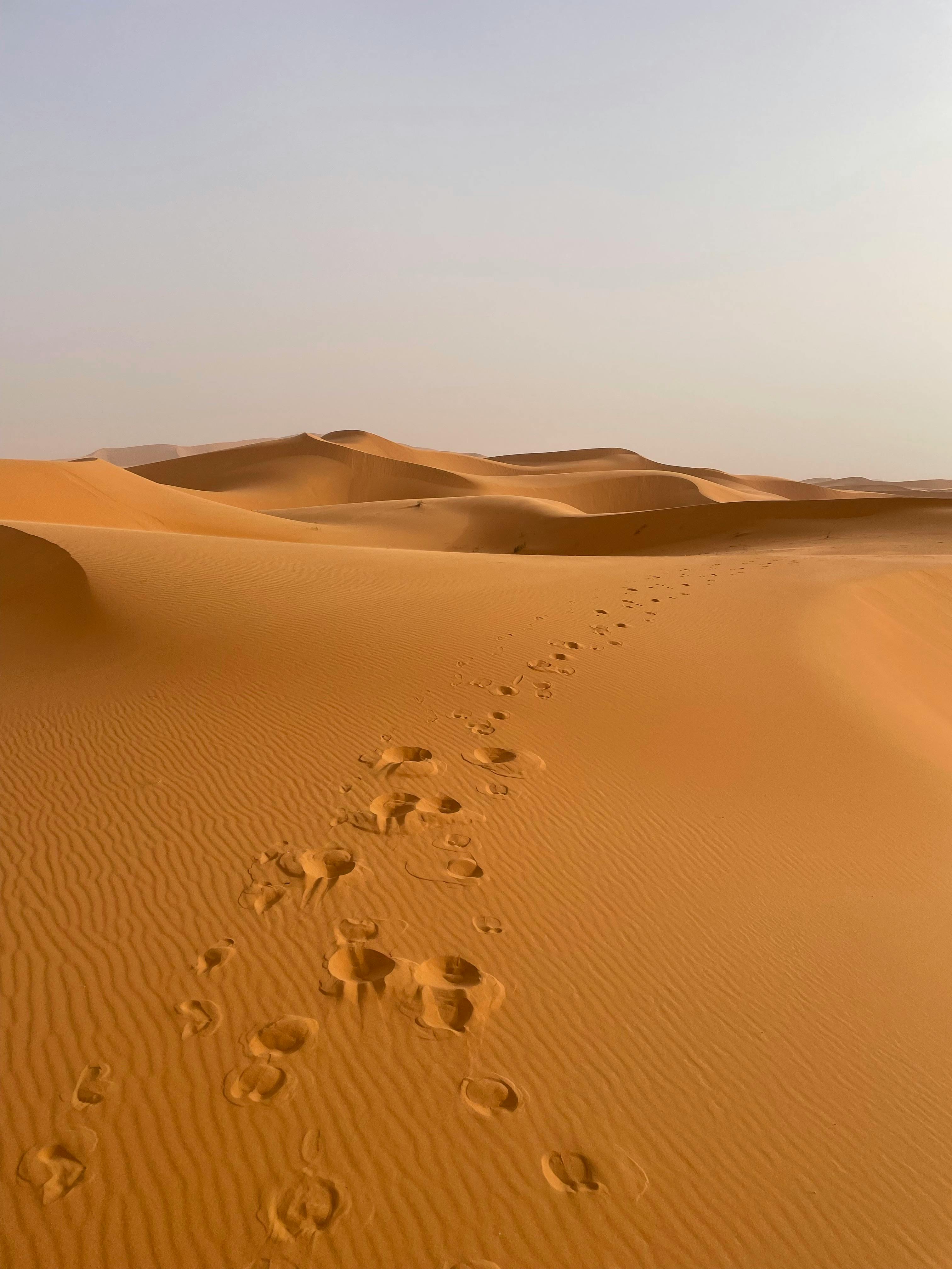 footprints in the sand in the sahara desert