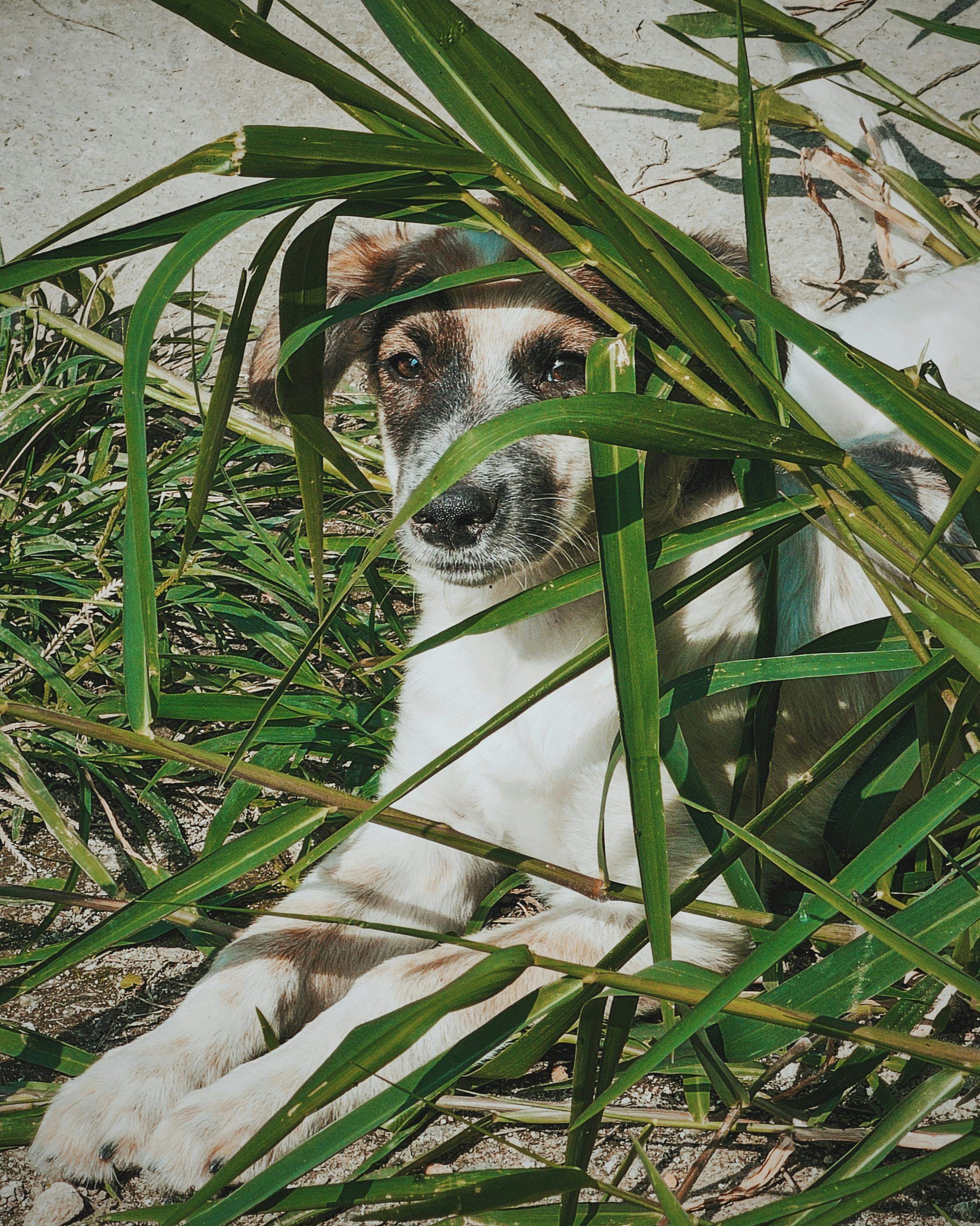 a dog hiding behind some green leaves