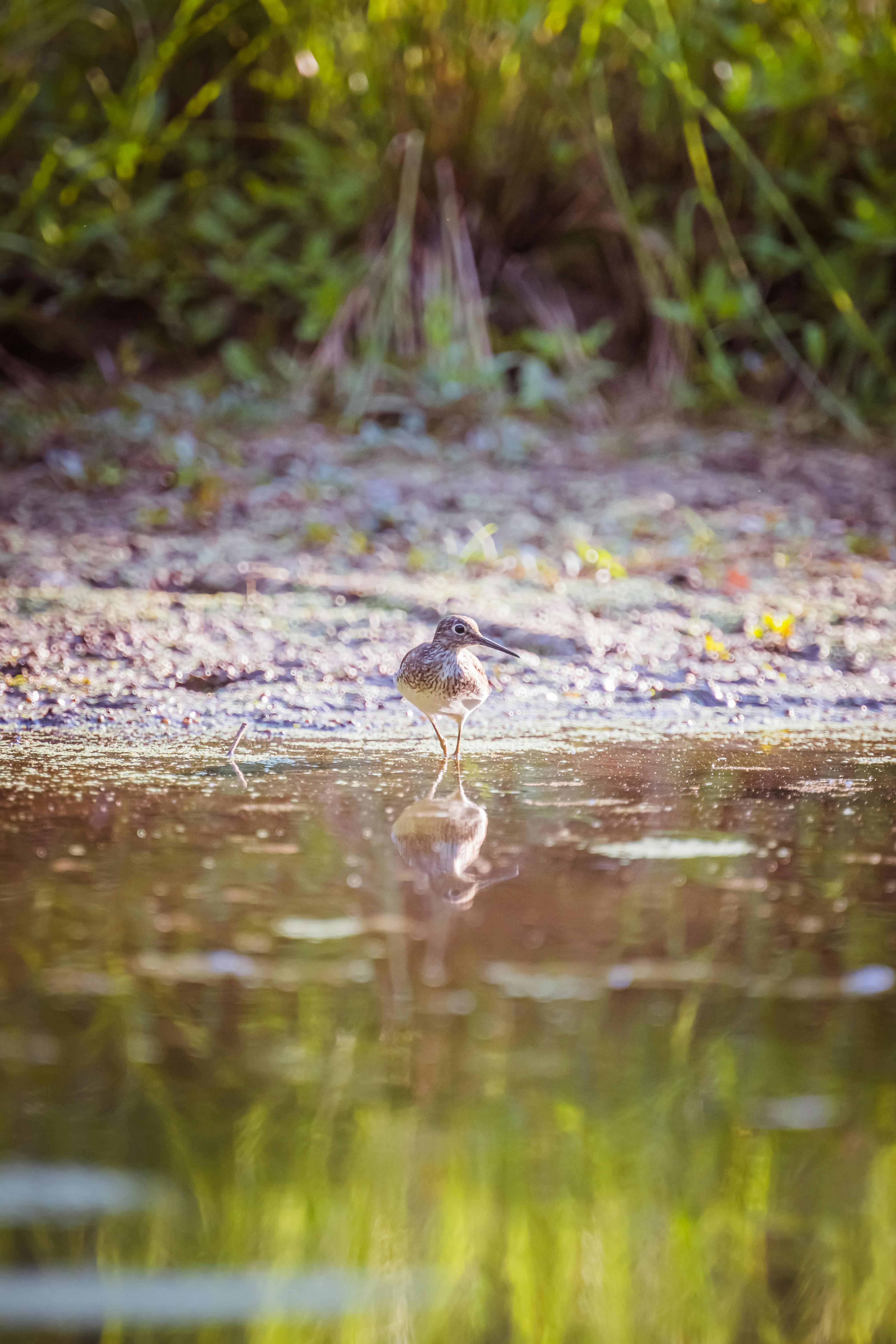 a bird is standing in the water near some grass