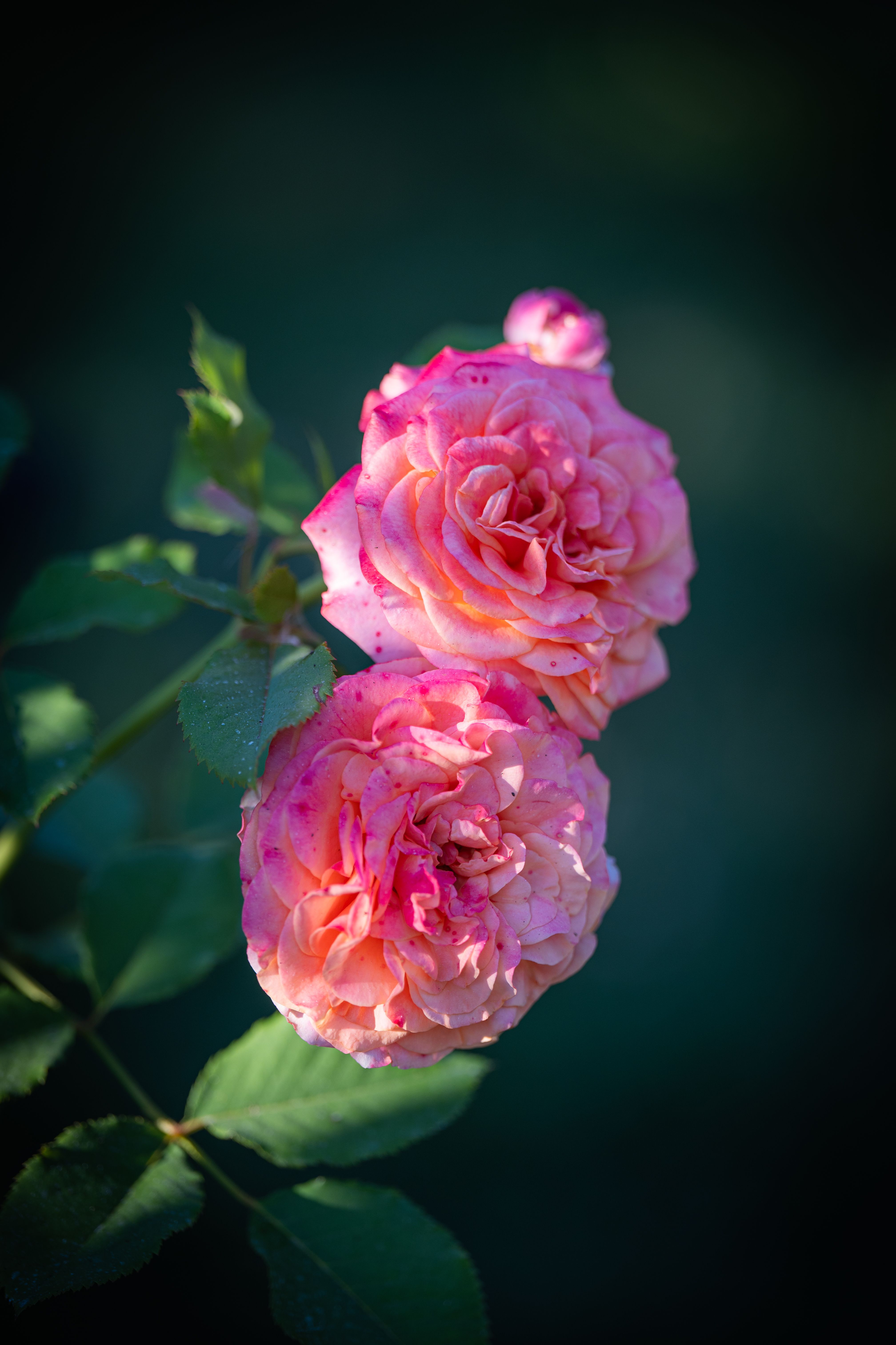 Blooming Pink Roses · Free Stock Photo