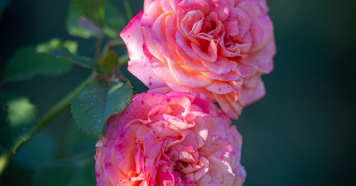 Blooming Pink Roses · Free Stock Photo