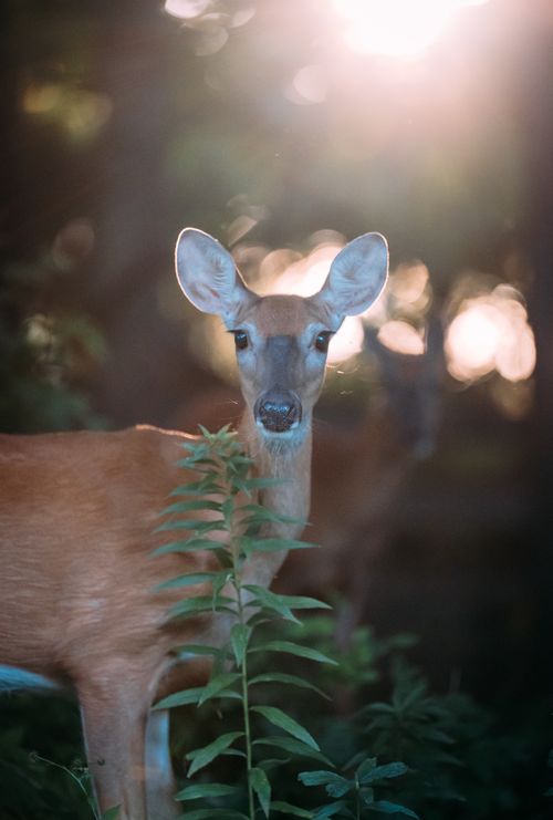 Free A deer stands amidst foliage in a sunlit forest, captured in an ethereal close-up. Stock Photo