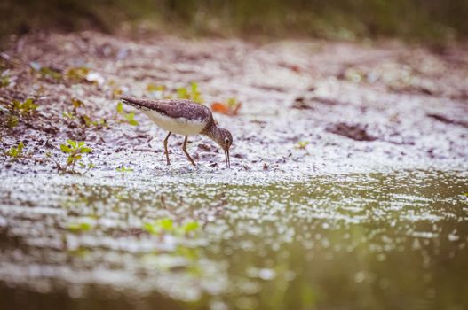 A bird is standing in the water near some grass