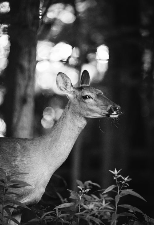 Free Black and white photograph of a deer gracefully standing in a dense forest, capturing nature's elegance. Stock Photo